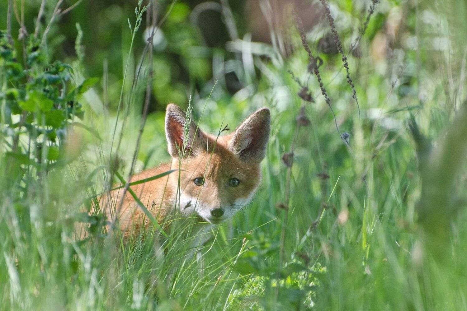 лисёнок, Михаил Агеев