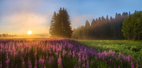 Мечта художника, или цветущие луга.