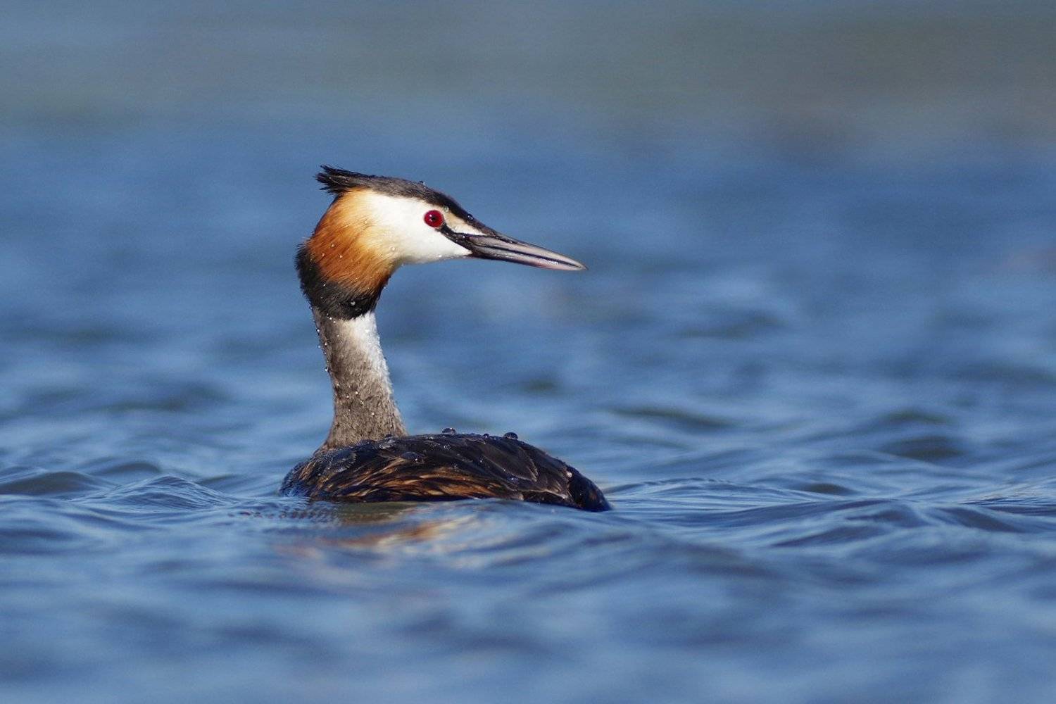 чомга, голям гмурец,podiceps cristatus,great crested grebe, Евгени Стефанов