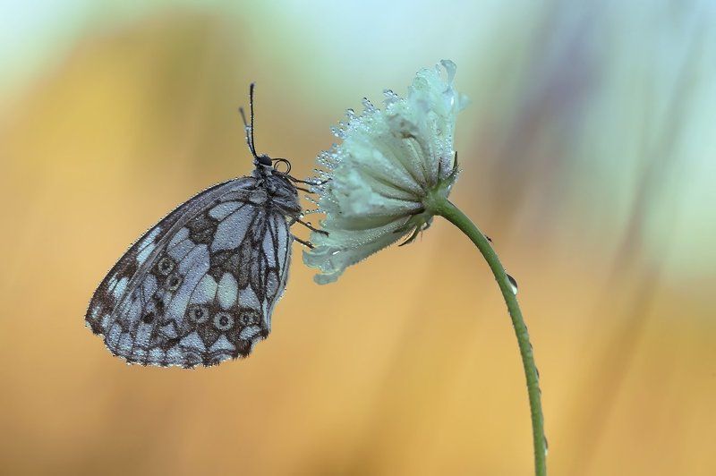 галатея, бабочка, макро *** фото превью