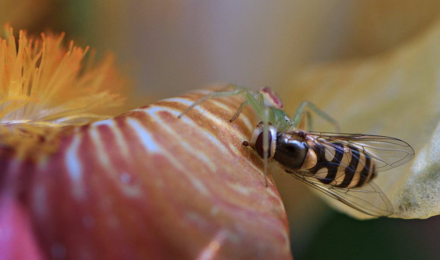 природа, макро, цветы, ирис, хищник и жертва, паук, журчалка, Неля Рачкова