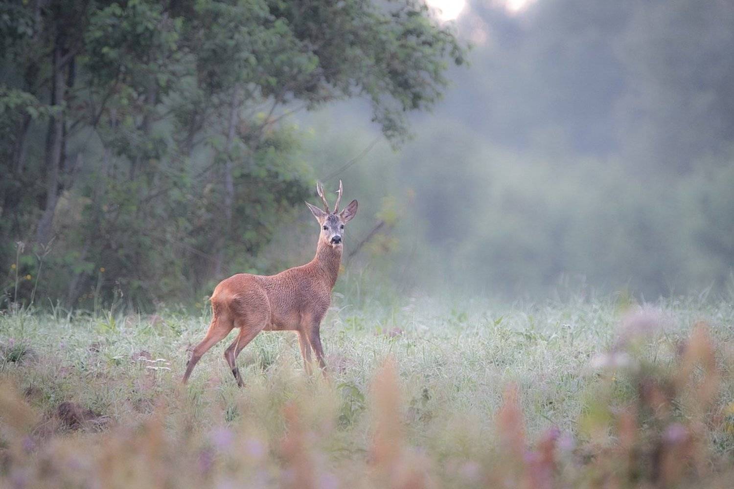 , Дмитрий Вилюнов