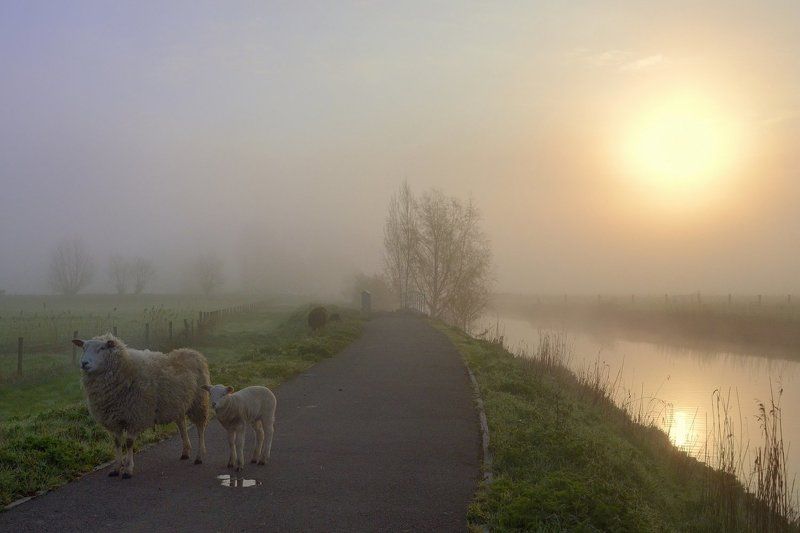 Early in the morning. фото превью