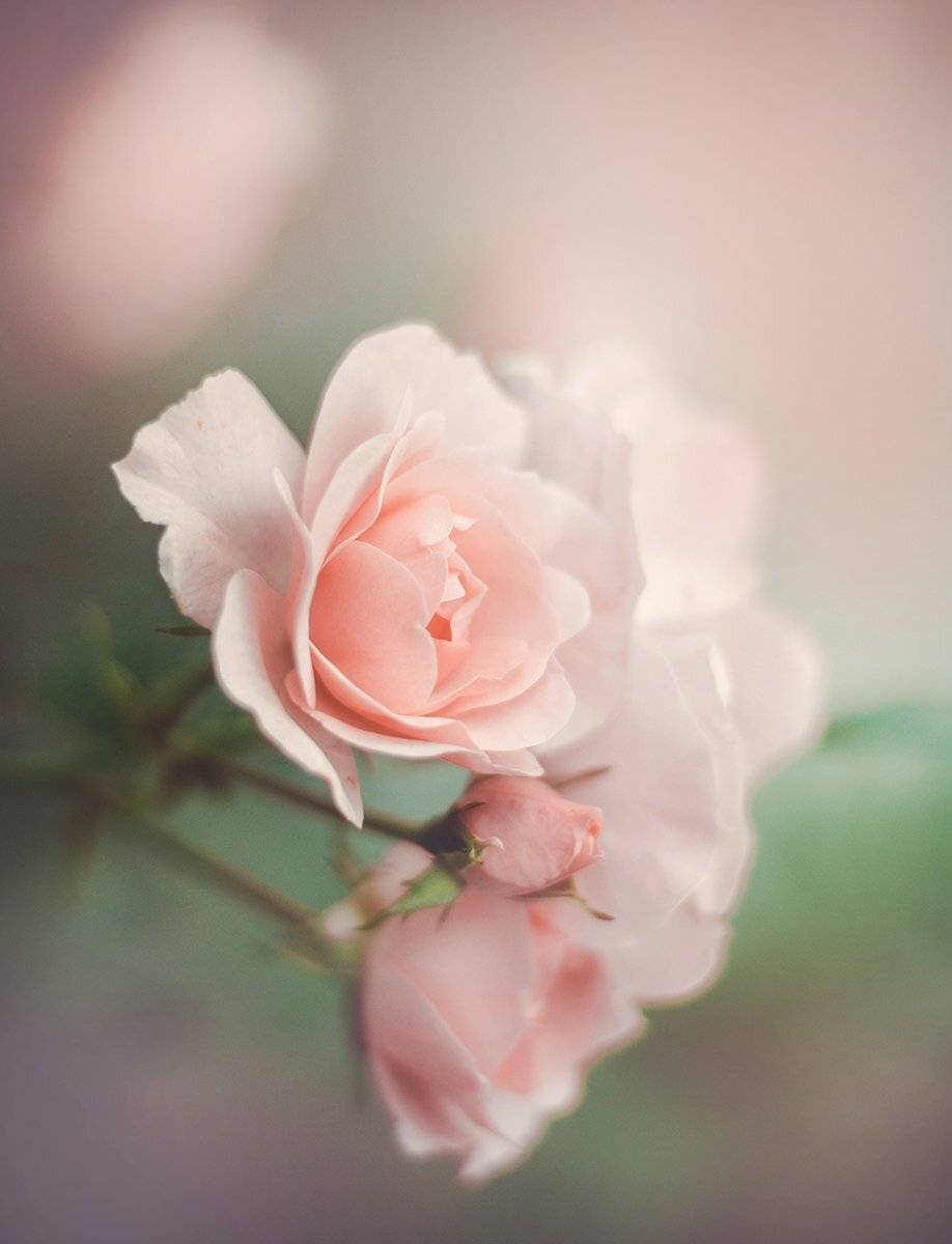 , Чернякова Анна