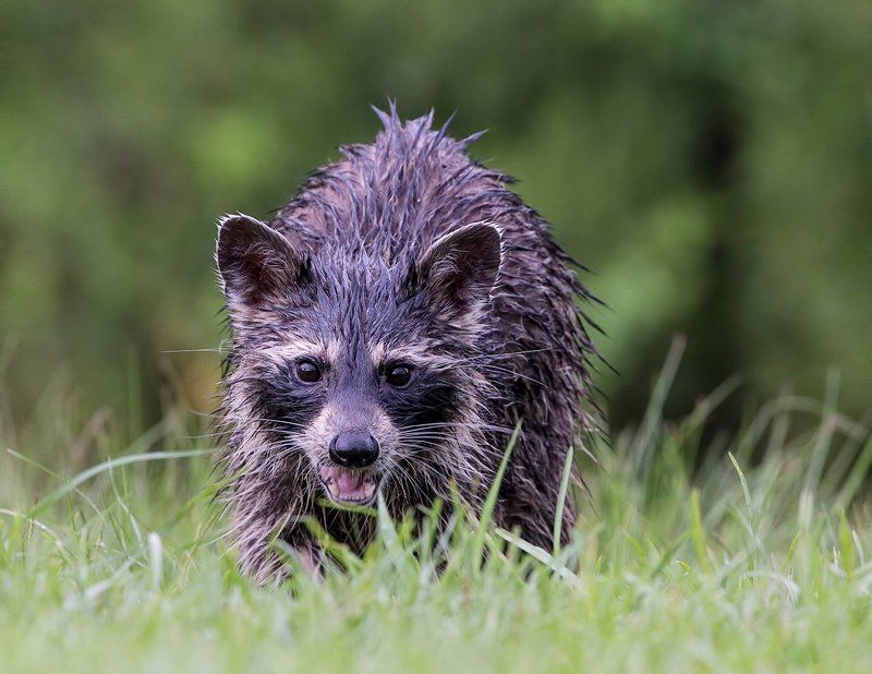 Енот-полоскун после дождя - Wet Raccoon фото превью
