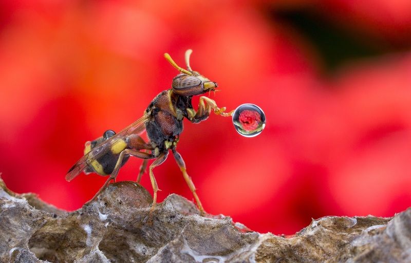#macro#wasp#waterbubble#reflection#colors Wasp 170725A фото превью