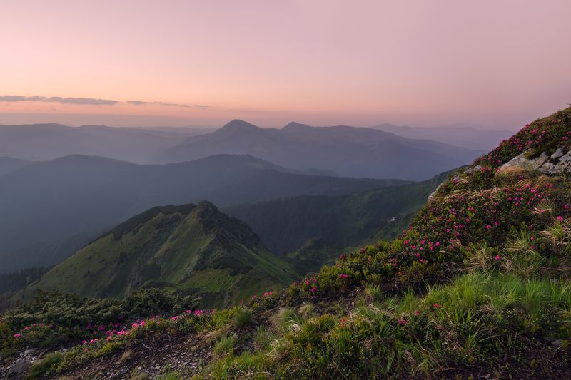 карпаты, мармаросы, гора фаркеу, рододендрон *** фото превью