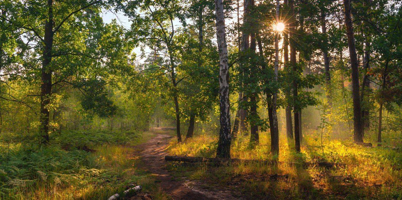 лес, лето, июль, туман, рассвет, берёзы, солнце, Галанзовская Оксана