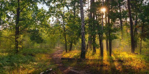 Играет в ветвях запоздалый рассвет