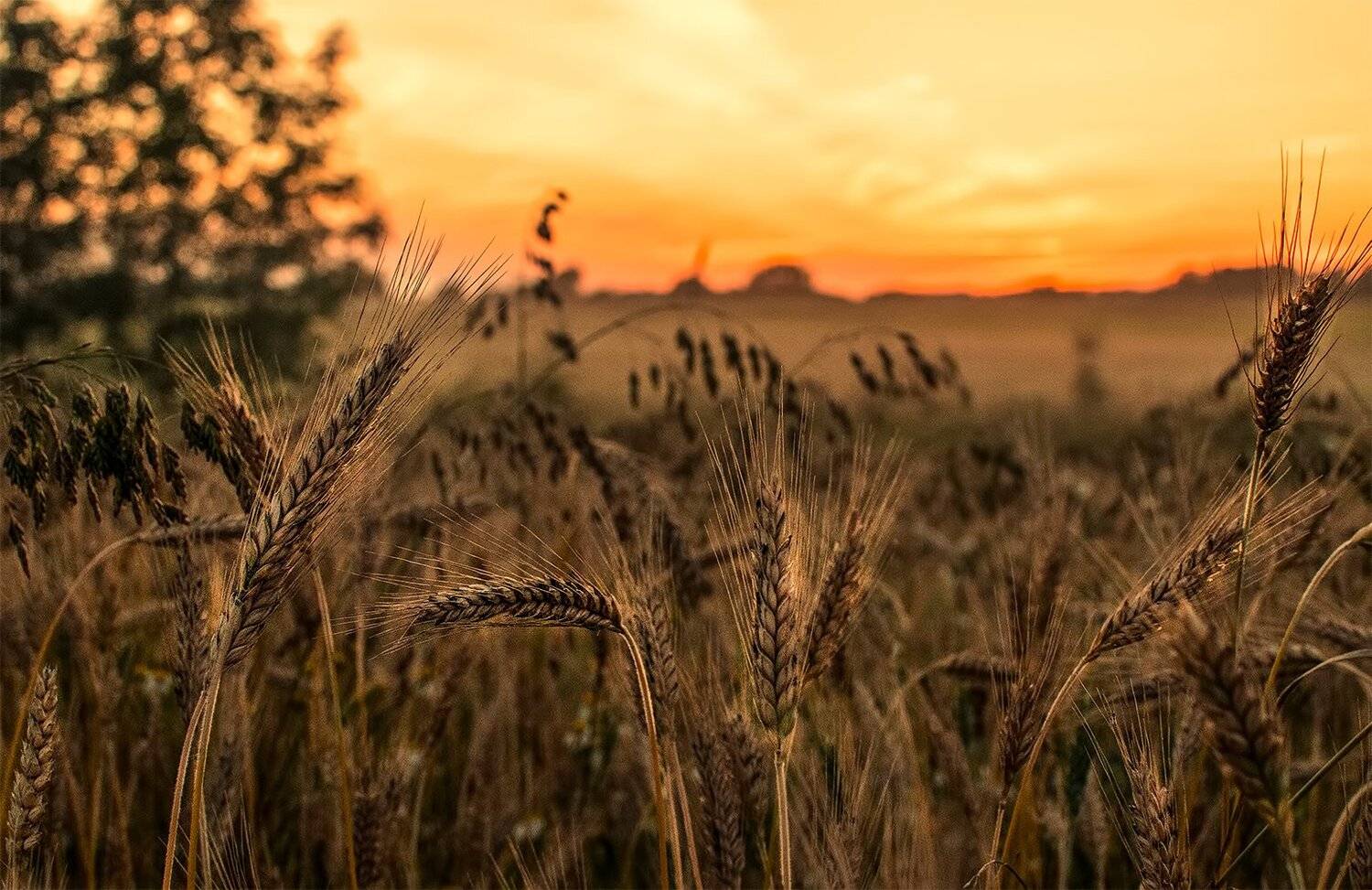 sunset, Daiva Cirtautė