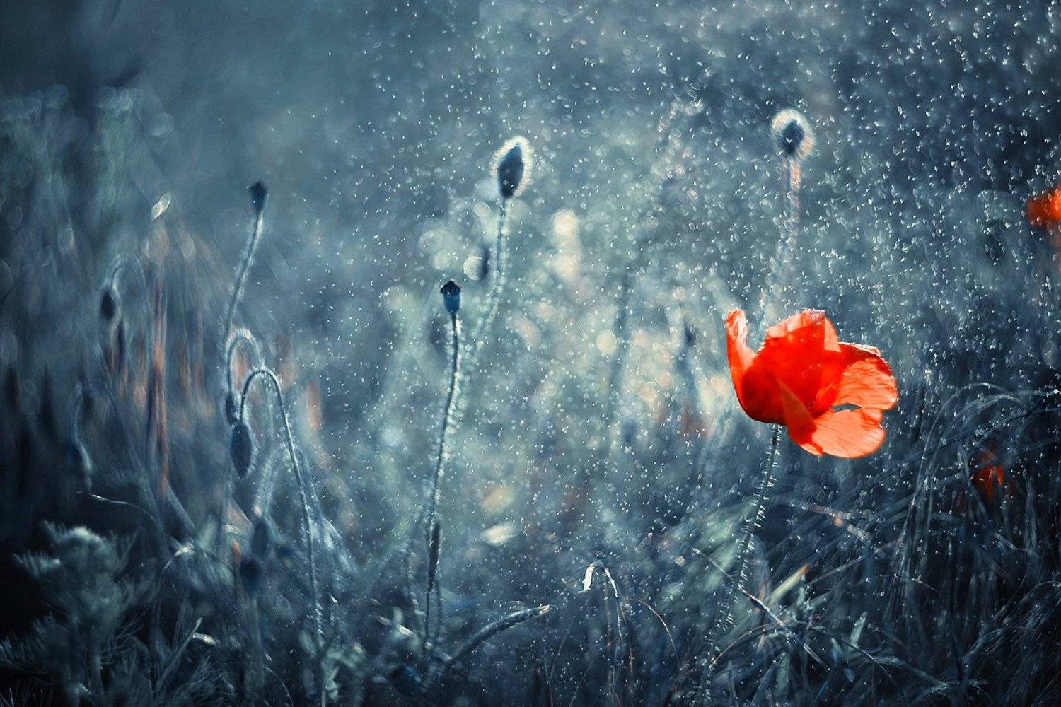 single, flower, poppy, seed, red, macro, bokeh, helios, 77m-4, blue, magic, mak, Radoslaw Dranikowski