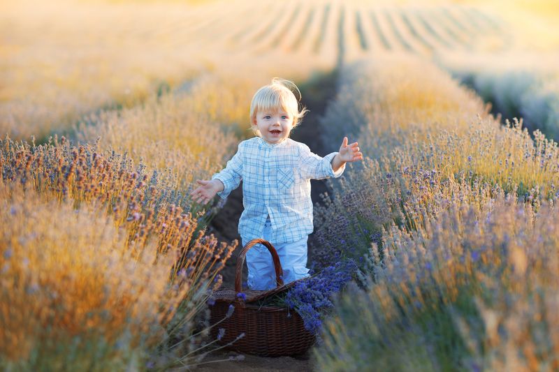 Лаванда фото превью