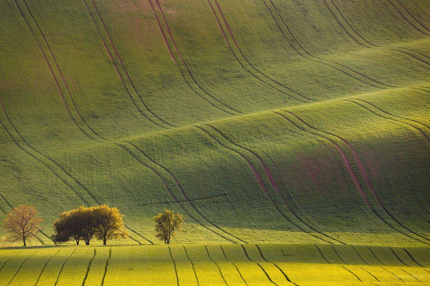 пейзаж, моравия, чехия, поля моравии, южная моравия,природа, деревья, свет, поля, волны, Dmitry Ilyshev