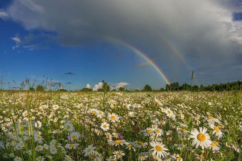 про радугу и ромашковую Русь фото превью