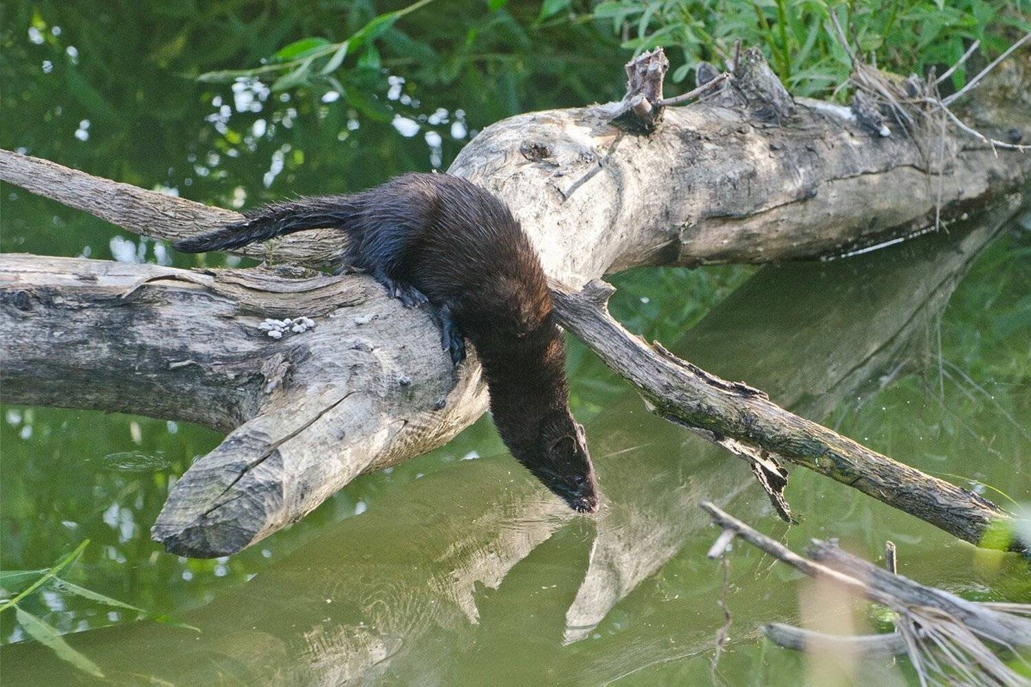американская норка, хищник, водопой, Михаил Агеев