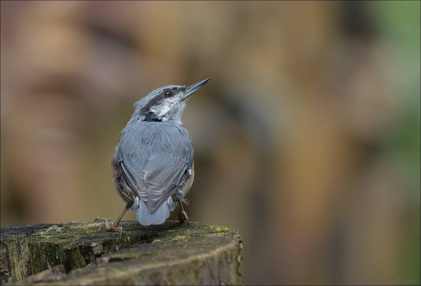 поползень, Андрей Медведев