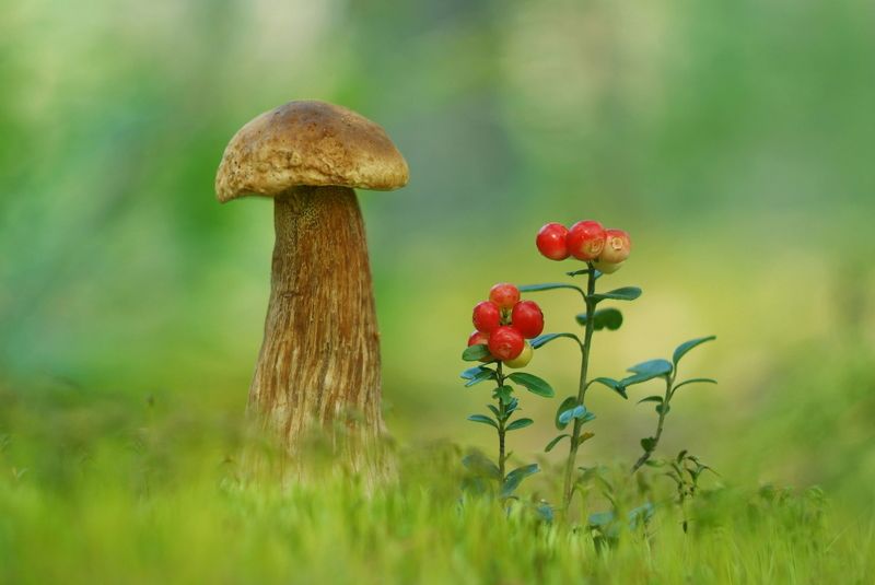 Боровики фото превью