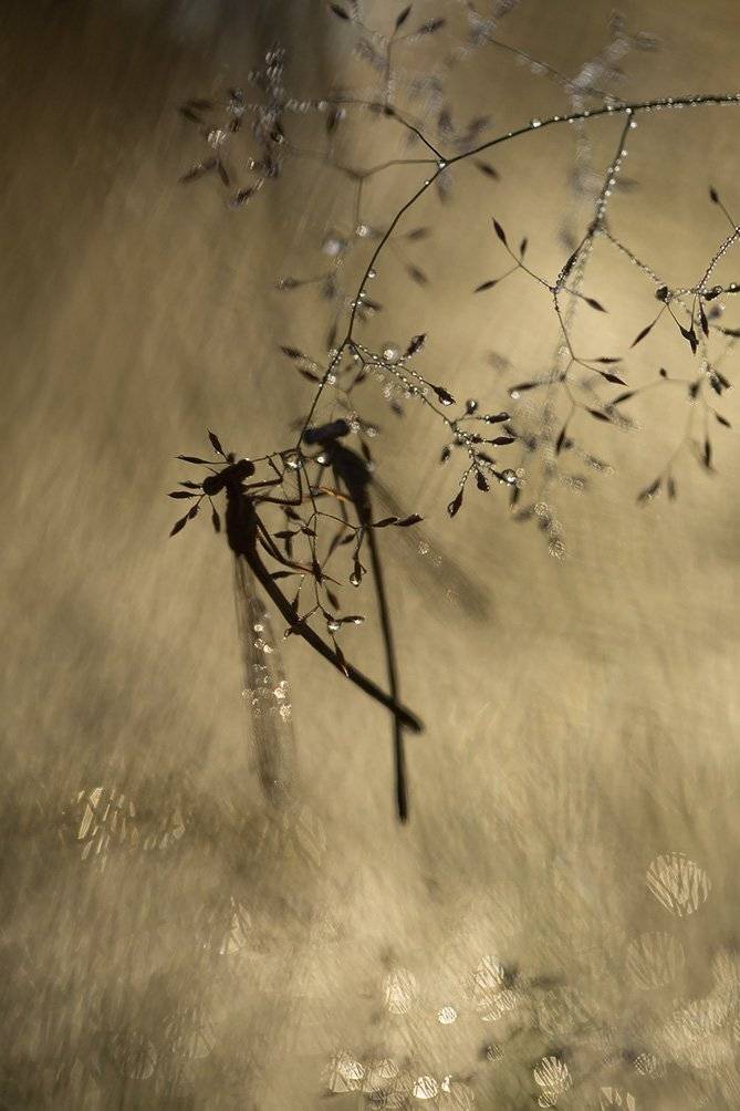 , Иваненко Светлана