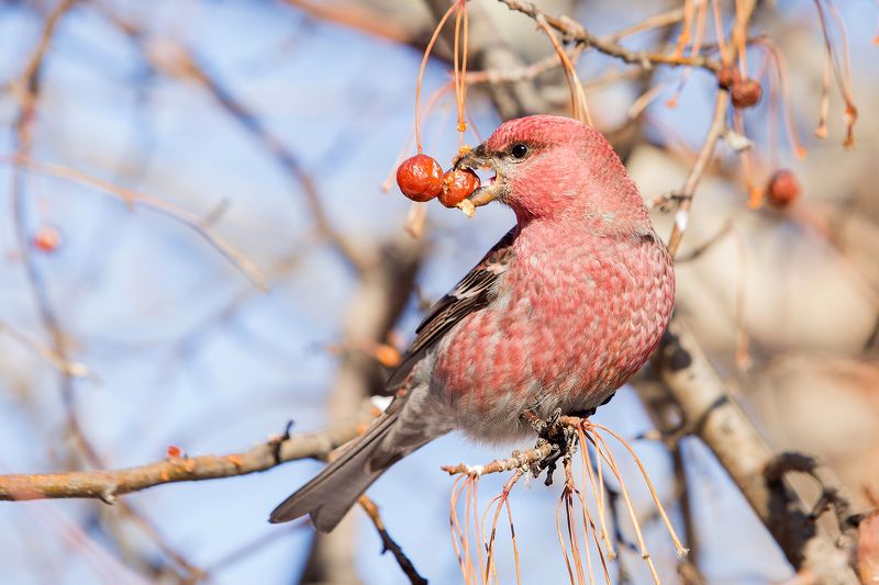 трапеза фото превью