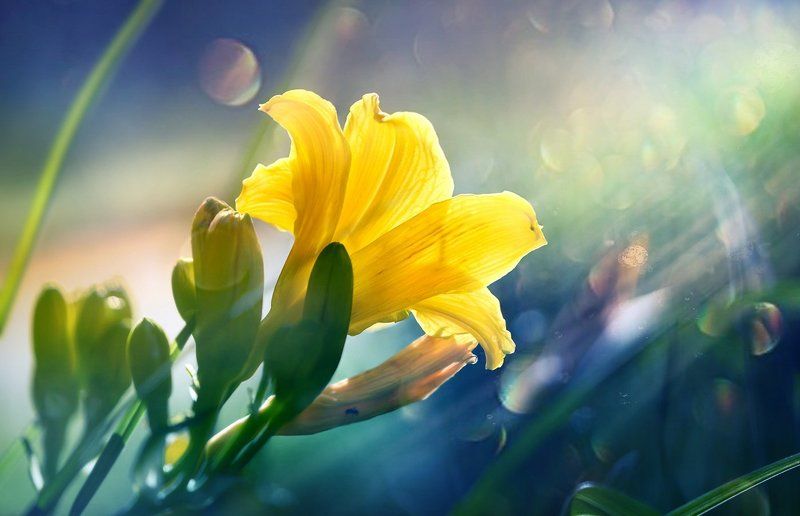 Несорванные лилии... фото превью