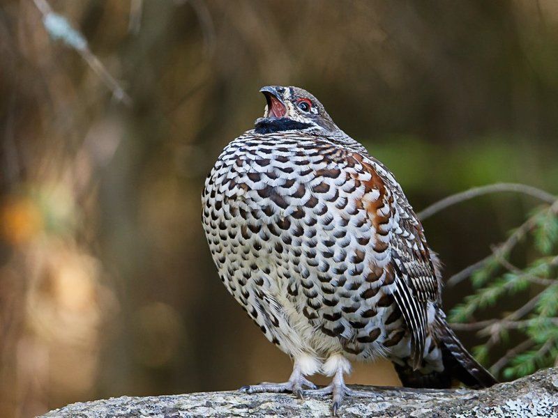 Portfolio фото превью