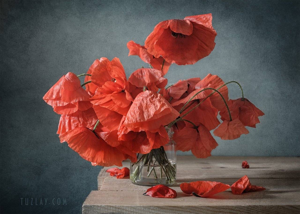 мак, красный цветок, маки, лето в банке, Владимир Тузлай