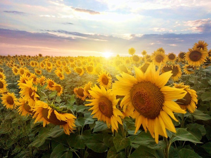 Солнце и подсолнухи... фото превью