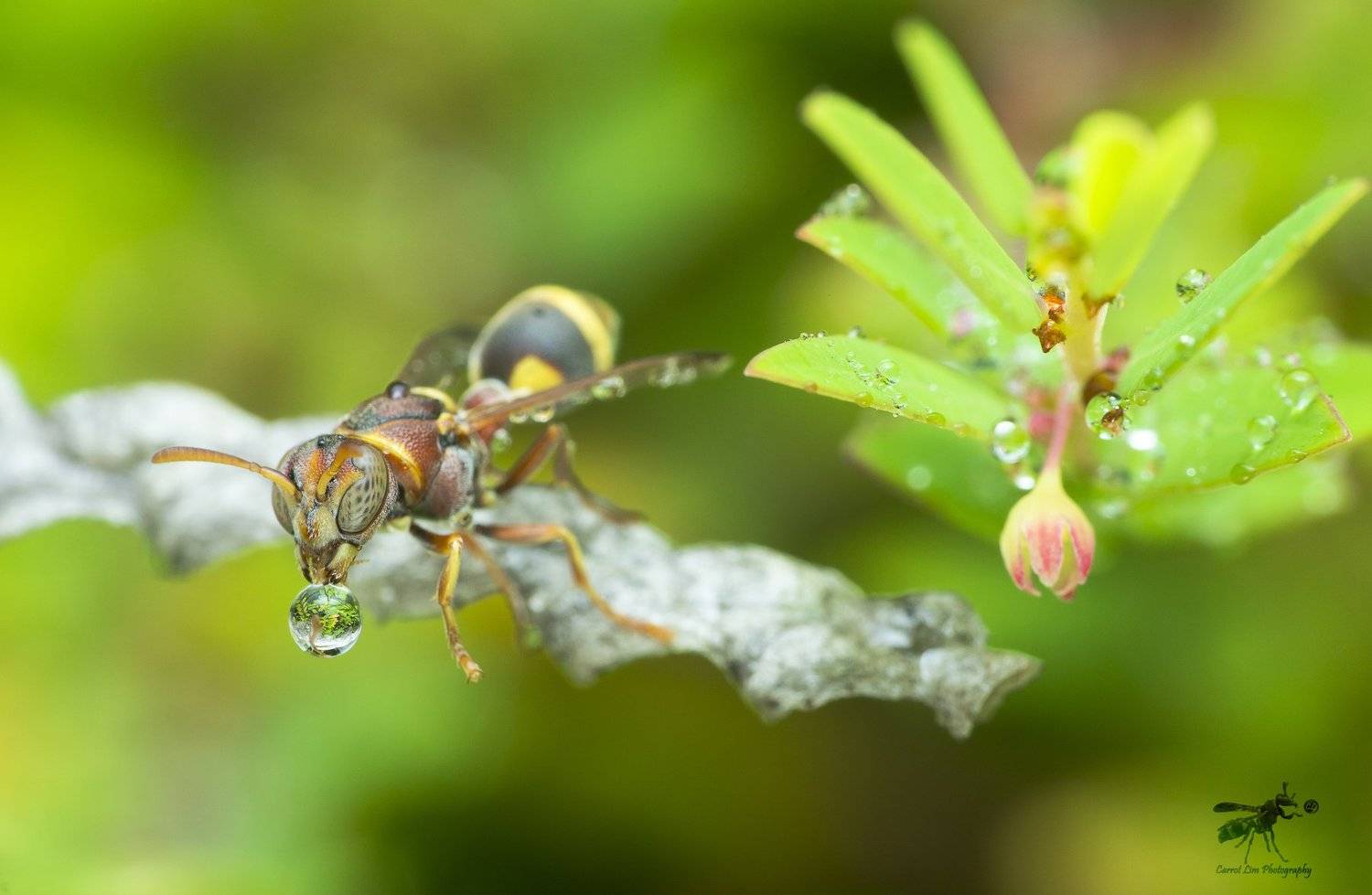 #macro#wasp#waterbubble#reflection#colors, Choo How Lim