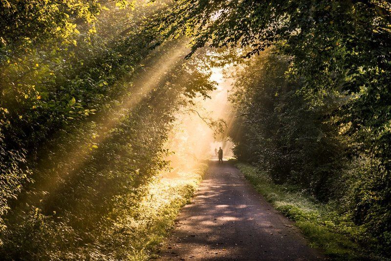 Golden morning. фото превью