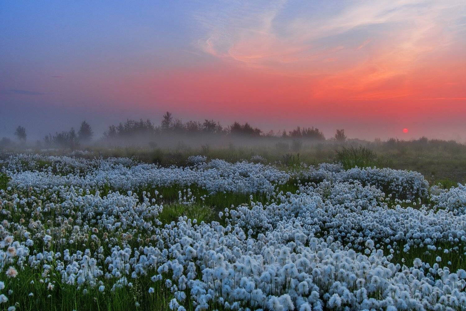 ямал , сибирь, природа, салехард , рассвет,  зорька, пушица, Настя Братка