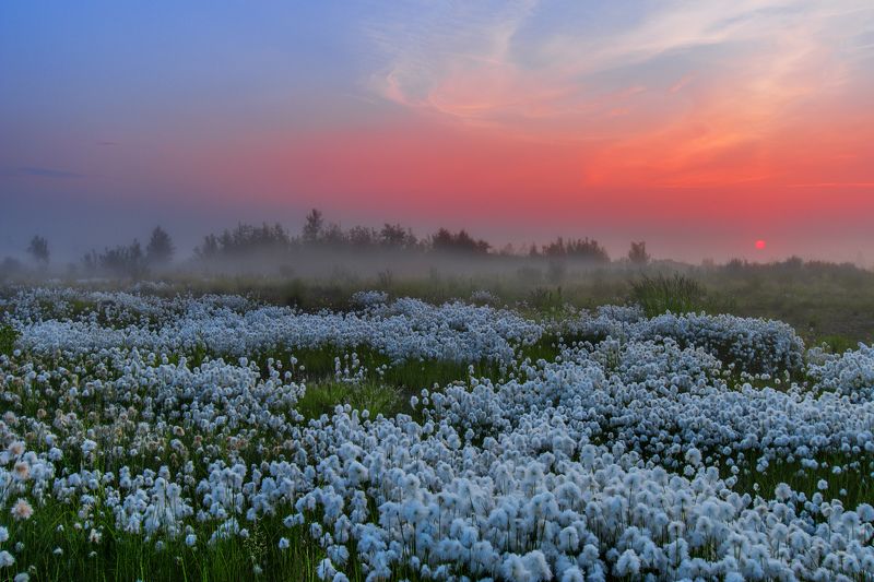 ямал , сибирь, природа, салехард , рассвет,  зорька, пушица \