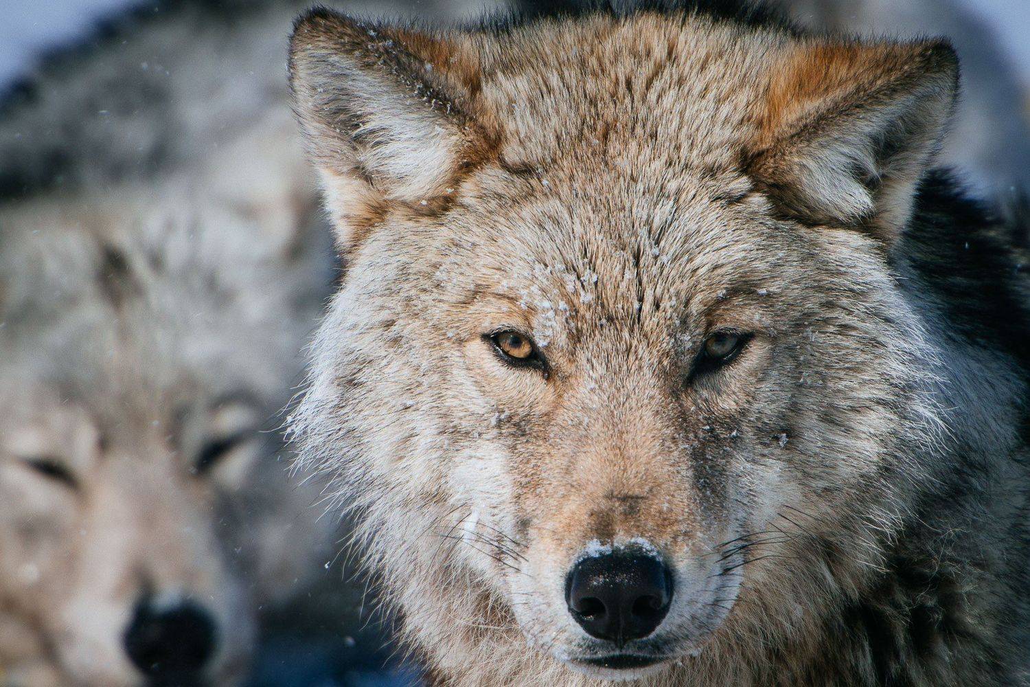 чукотка, Иван Кислов