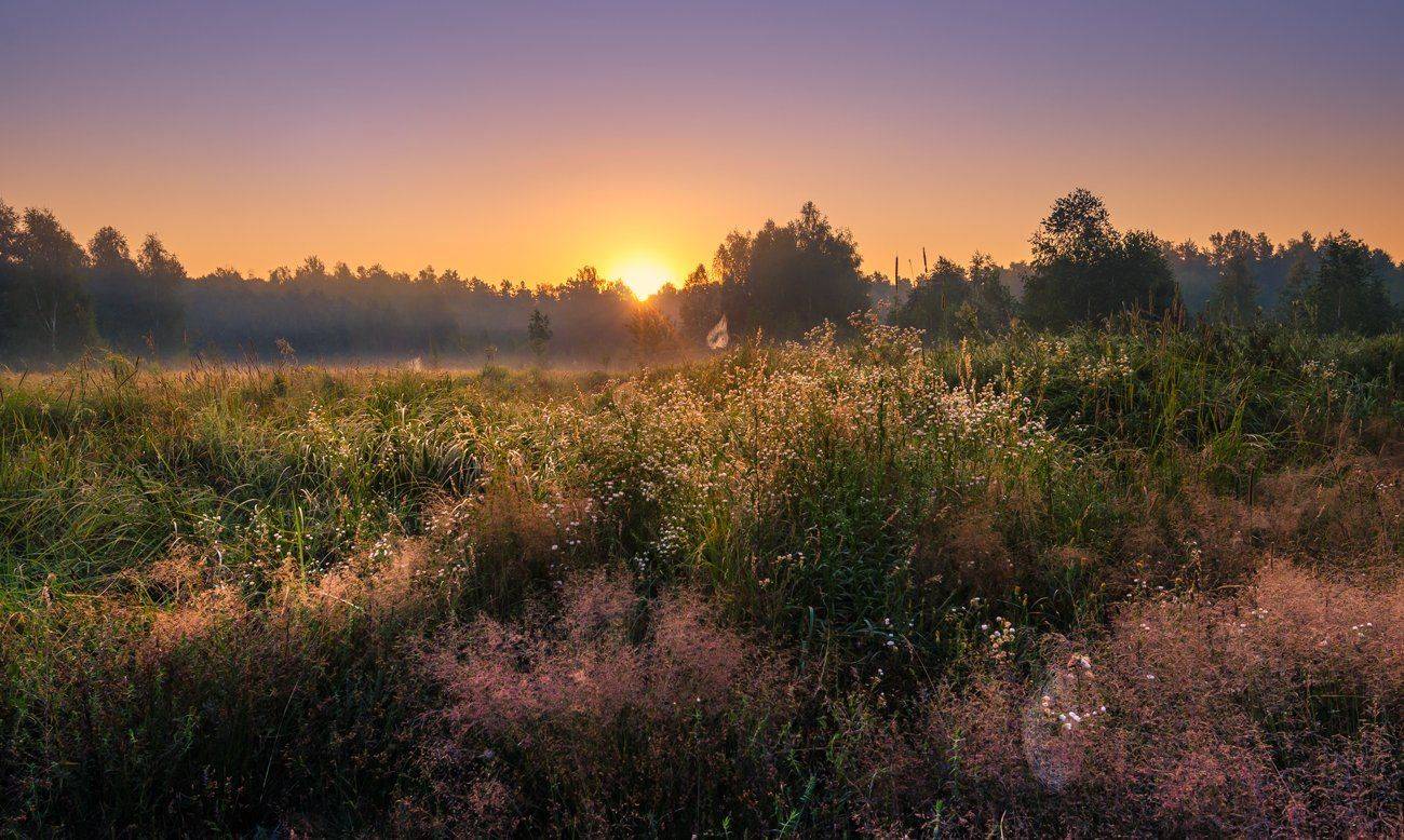 луг лето июль рассвет травы паутина, Галанзовская Оксана
