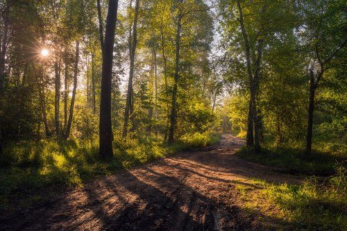 Лесные тропы. Утро, июль