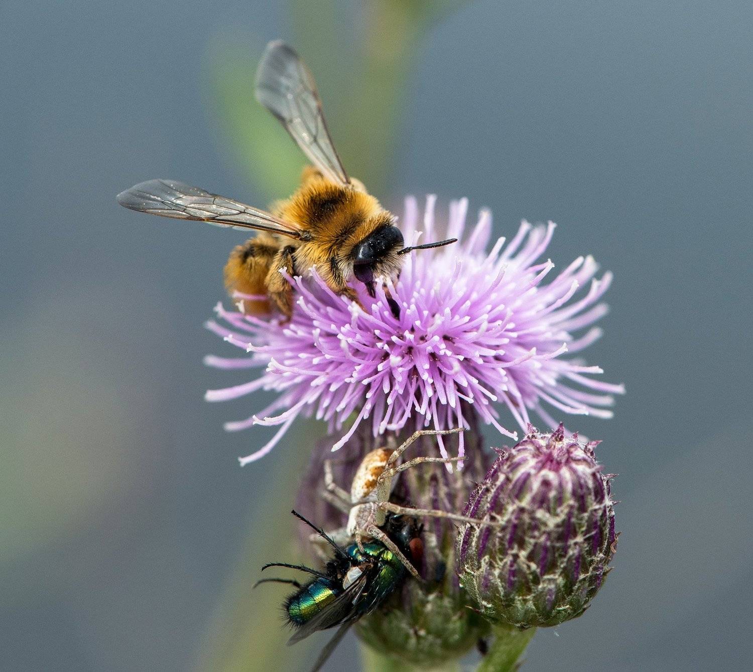 макро, пчела, цветок, паук, муха, жертва, выживание, , Максим Блинов