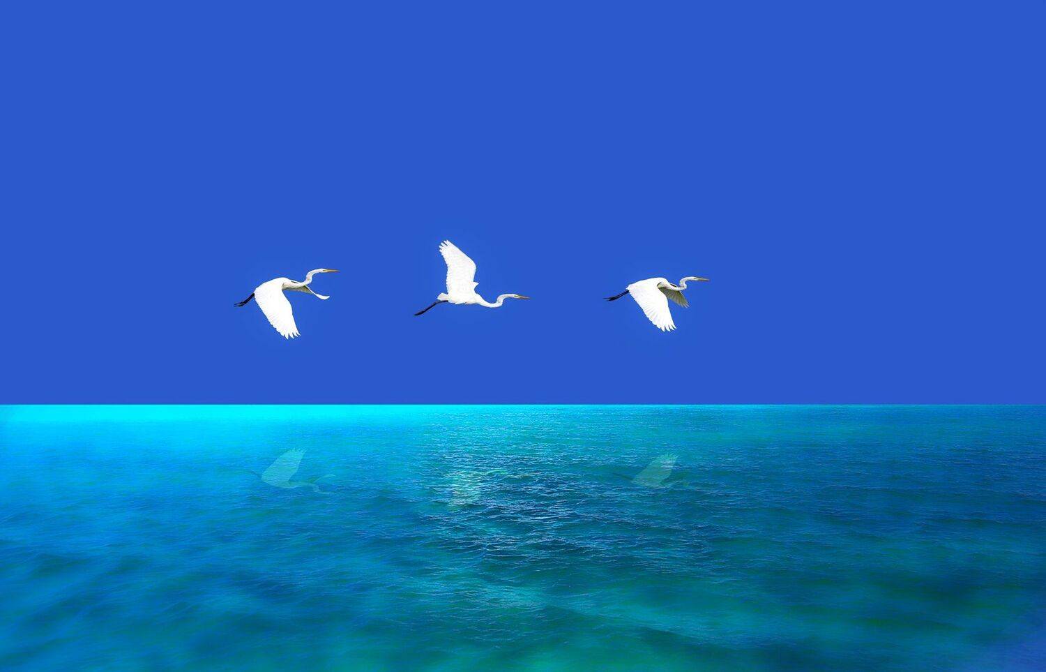 cuba,cayo guillermo,animals,birds,, Jacek