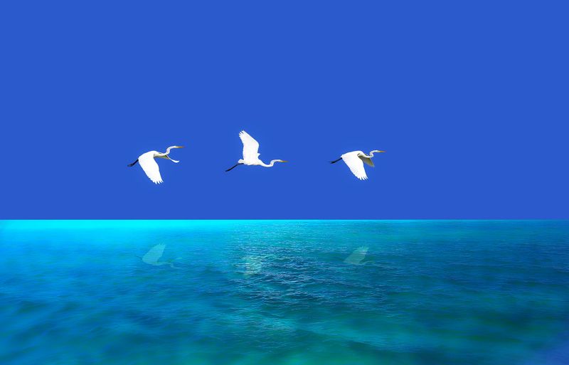 cuba,cayo guillermo,animals,birds,  фото превью