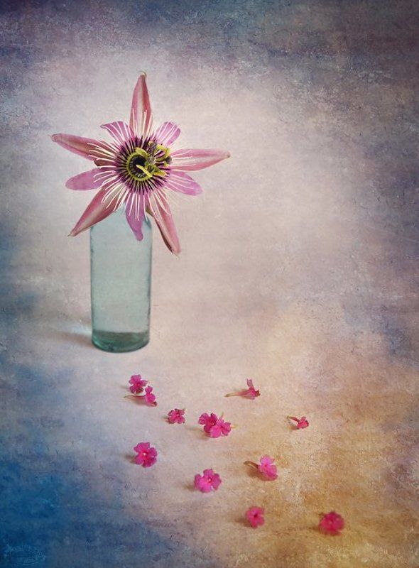 Passiflora фото превью