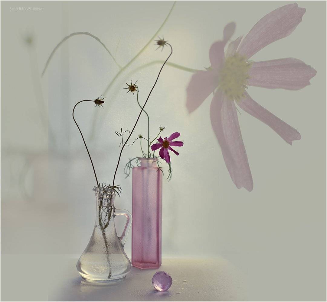 , Шипунова Ирина