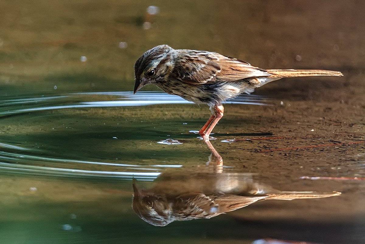 , Леонид Дьяченко