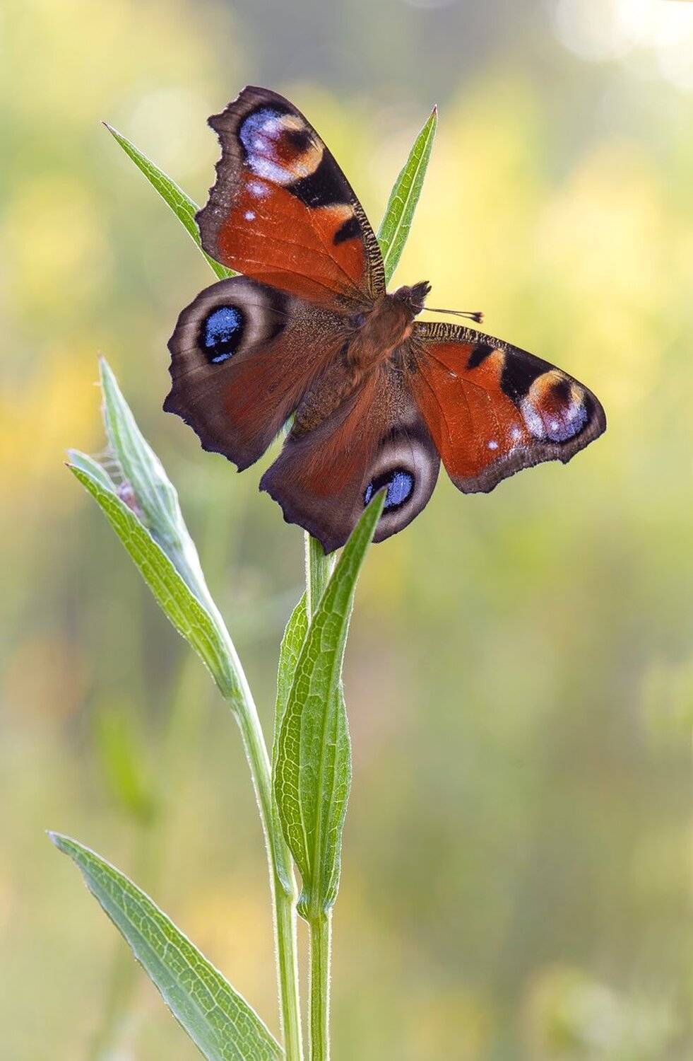, Кузнецов Дмитрий