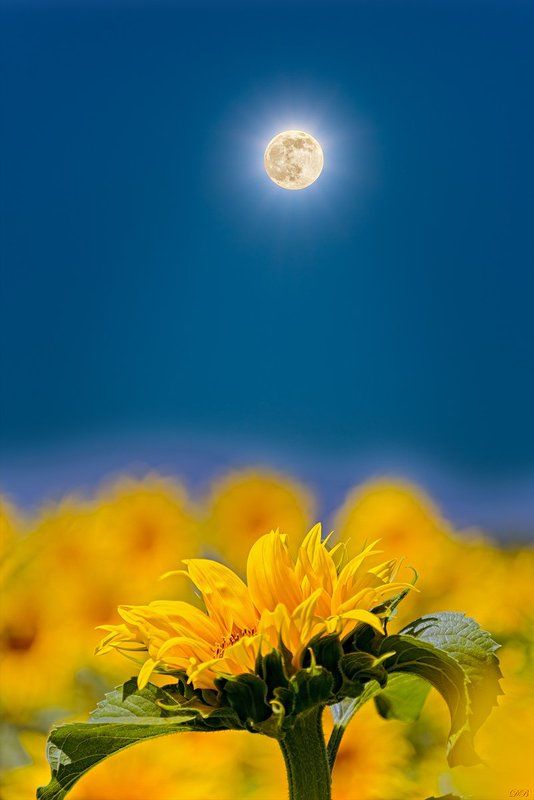 blue, color, colorful, colors, color image, collage, flower, glow, image, moon, nature, natural light, photo collage, photography, sunflower, yellow, Sunflower Talking to the Moon фото превью