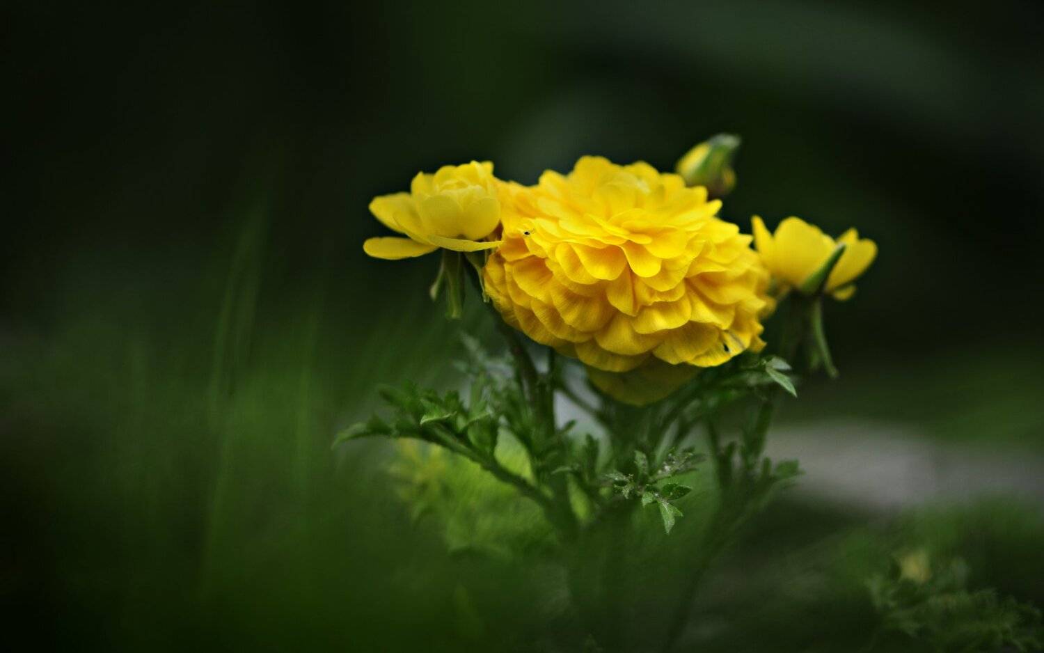 природа, макро, цветы, лютик, Неля Рачкова