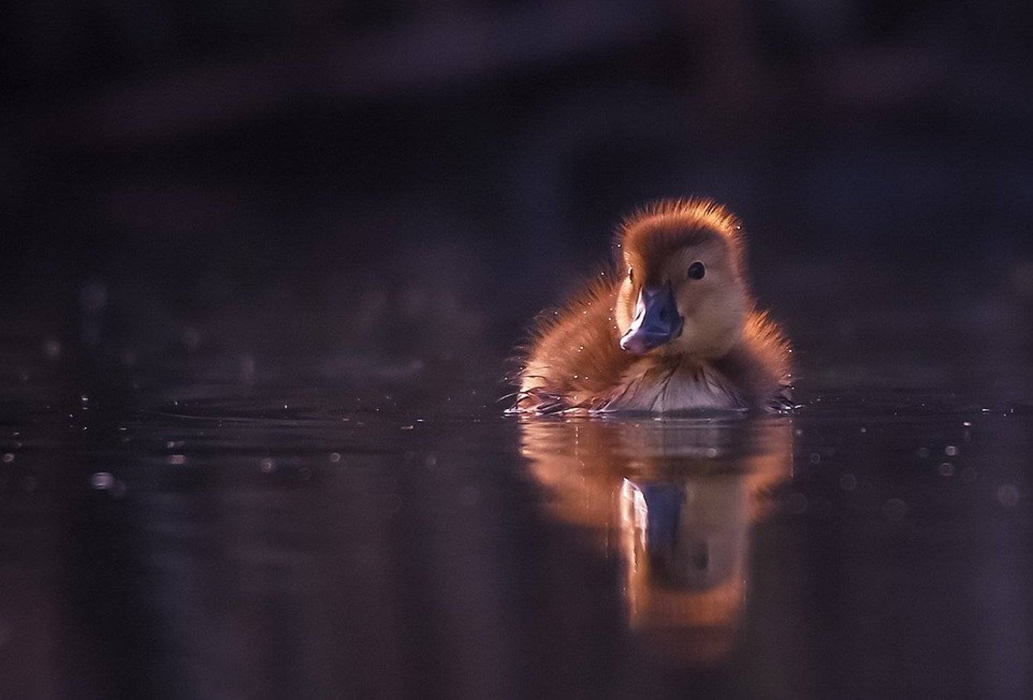 , Вячеслав Мищенко