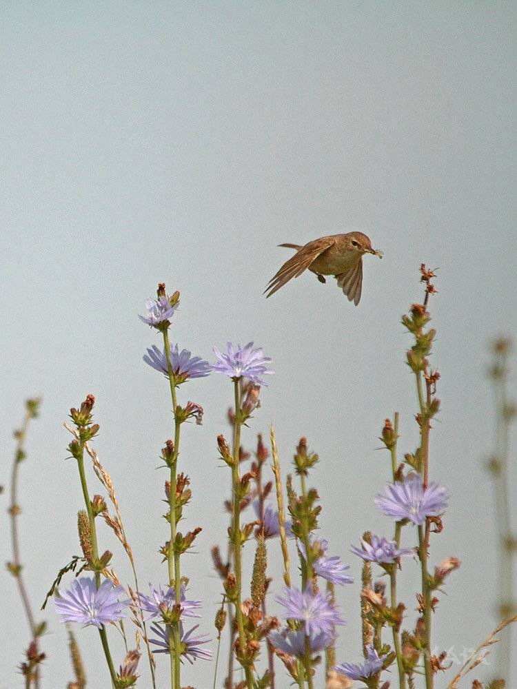 животные птицы цикорий лето, Шангареев Марс