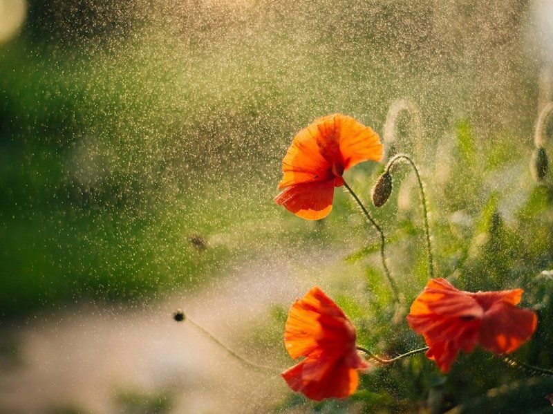 маки, цветы, утро, лето Доброе утро! фото превью