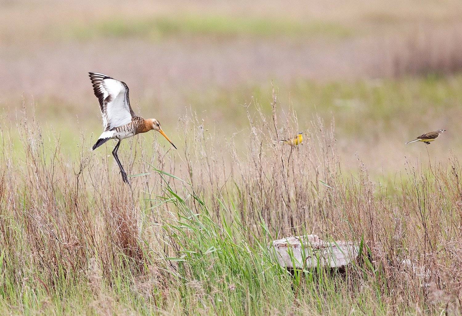 , Сосновских Вячеслав