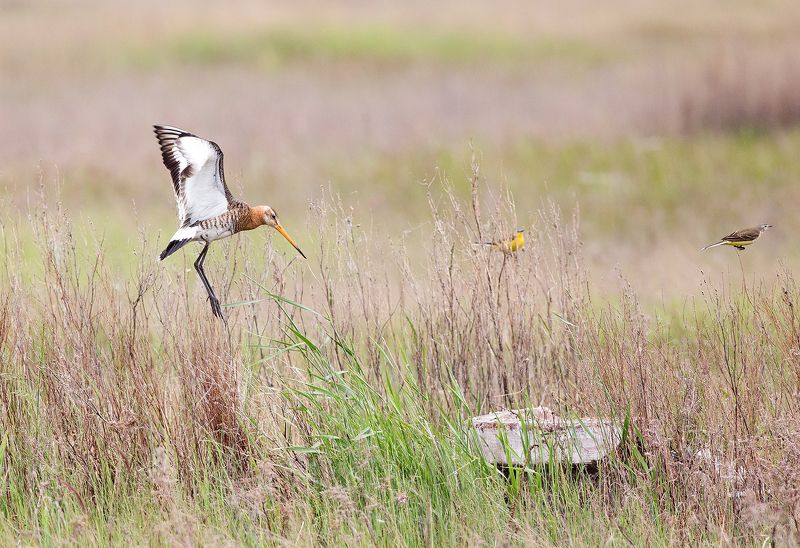 *** фото превью