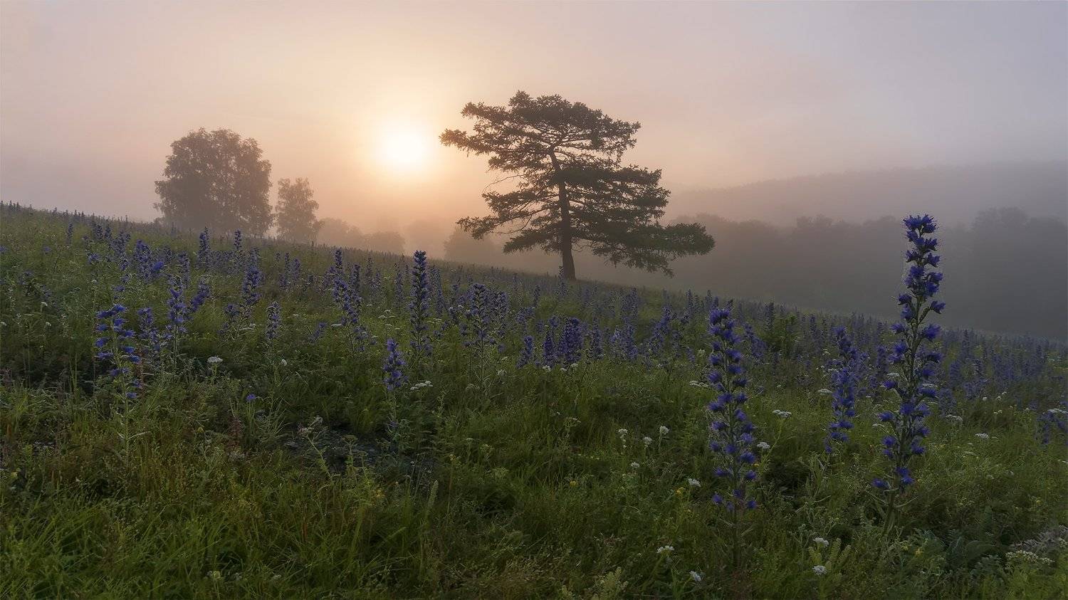 утро, рассвет, восход, туман, лучи, Леонид Максименко