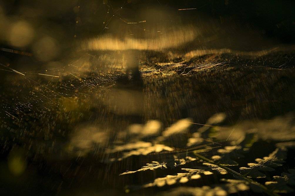 , Иваненко Светлана